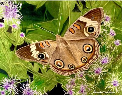 Common Buckeye