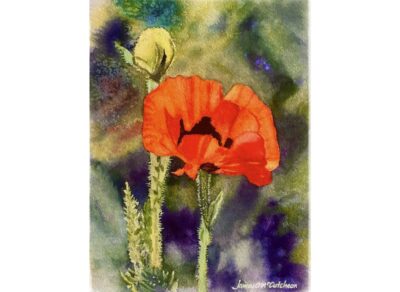 Poppy In Bloom