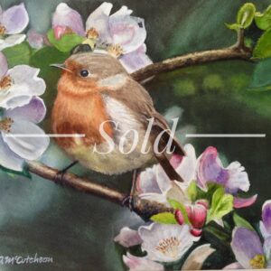 Young Red Robin in Blossom