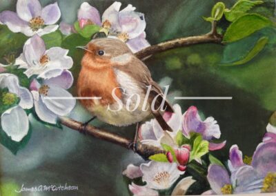 Young Red Robin in Blossom