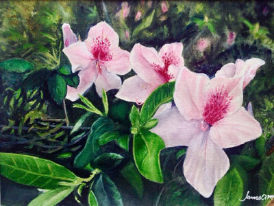 Azaleas